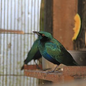 Cape Glossy starling (Lamprotornis nitens)