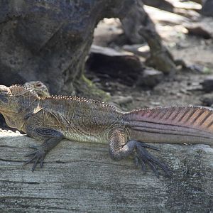 Philippine Sail-fin Lizard (Hydrosaurus pustulatus)