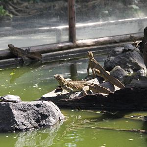 Philippine Sail-fin Lizards (Hydrosaurus pustulatus)