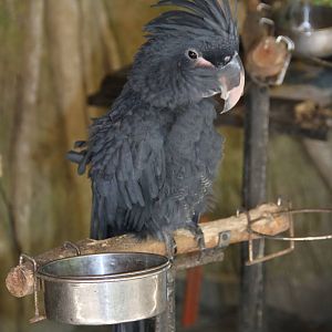 Palm Cockatoo (Probosciger aterrimus)