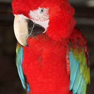 Green-winged Macaw (Ara chloropterus)