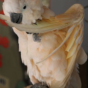 Salmon-crested Cockatoo (Cacatua moluccensis)