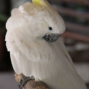 Sulphur-crested Cockatoo (Cacatua galerita)