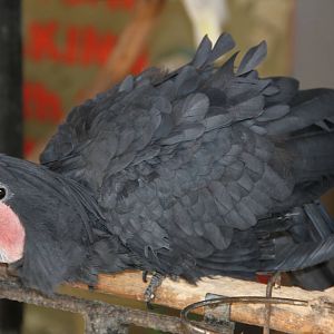 Palm Cockatoo (Probosciger aterrimus)
