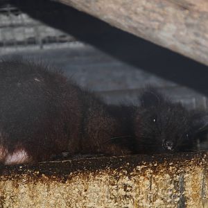 Southern Luzon Giant Cloud Rat (Phloeomys cumingi)