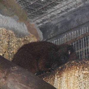 Southern Luzon Giant Cloud Rat (Phloeomys cumingi)