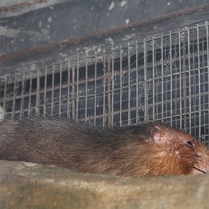 Chinese Bamboo Rat (Rhizomys sinensis)