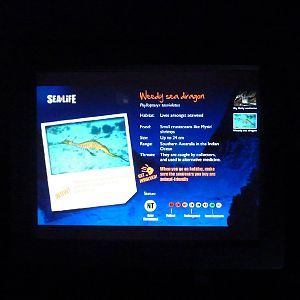 Weedy seadragon sign, 8th Feb 2012