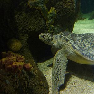 Green sea turtle, 8th Feb 2012