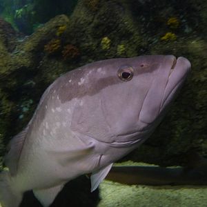 Nassau grouper, 8th Feb 2012