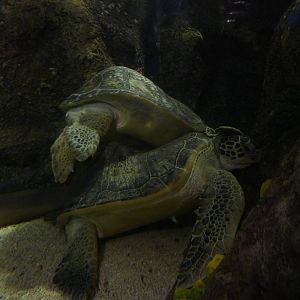 The scrum, 8th Feb 2012