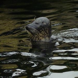 Harbour seal, 8th Feb 2012
