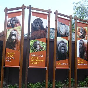 Orangutan Banners
