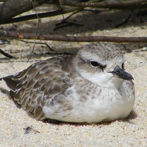 NZ Dotterel
