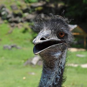 Emu