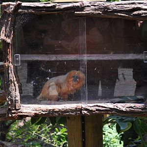 Golden-Lion Tamarin
