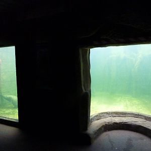 Harbour seal underwater viewing, 8th Feb 2012