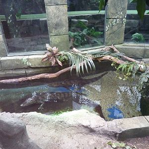 Part of the caiman enclosure in crocodile creek, 8th Feb 2012