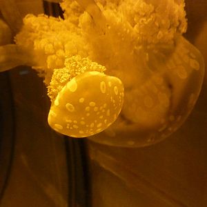 Spotted jellyfish, 8th Feb 2012