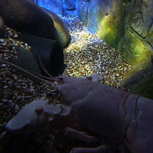 Albino lobster, 8th Feb 2012
