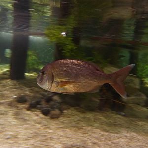 Common seabream, 8th Feb 2012