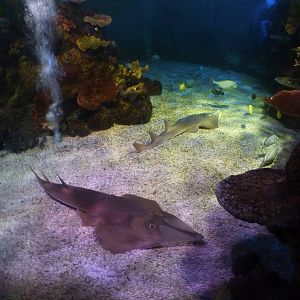 Guitarfish in shark tank, 8th Feb 2012