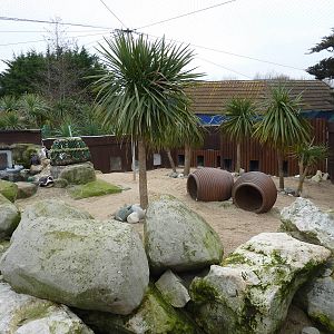 Panguin enclosure, 8th Feb 2012