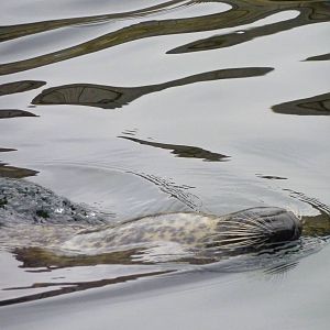 Harbour seal, 8th Feb 2012