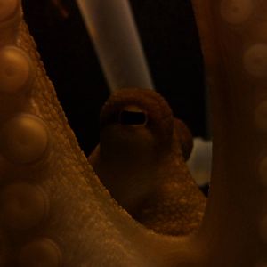 Common octopus, 8th Feb 2012