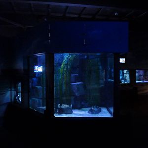 Seadragon tank, 8th Feb 2012
