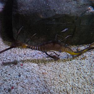 Weedy seadragon, 8th Feb 2012