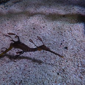 Weedy seadragon, 8th Feb 2012