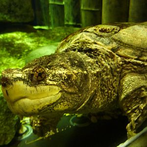 Ernest, the common snapping turtle, 8th Feb 2012