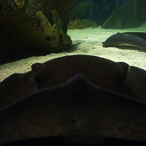 Mangrove whiprays, 8th Feb 2012