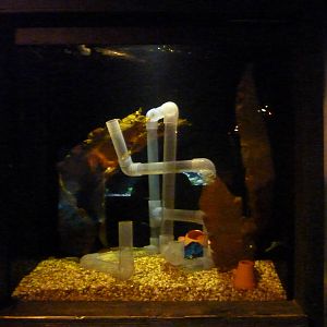 Common octopus tank, 8th Feb 2012