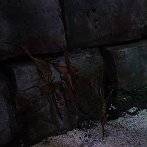 Gang of seadragons, 8th Feb 2012