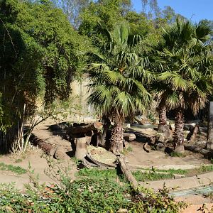 Sumatran Tiger Habitat