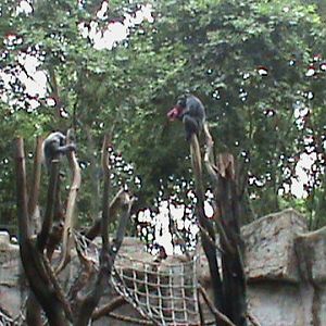 Chimpanzees on a high climbing structure