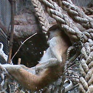 Patas monkey sleeping on a rope