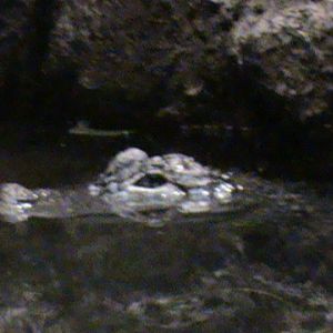 Cuvier's dwarf caiman