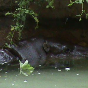 Pygmy hippo hidding in a shadow