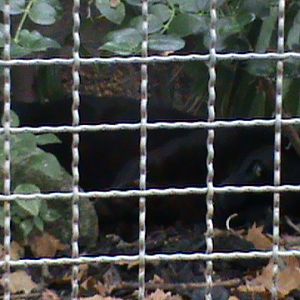 Black panther under a bush