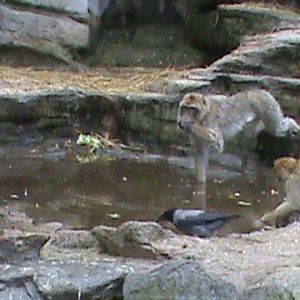 Japanese macaques