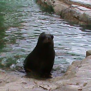 South American Sealion