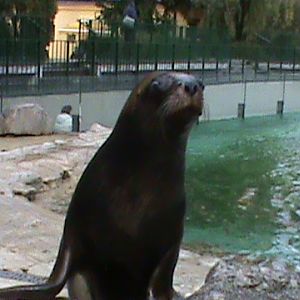 South American Sealion