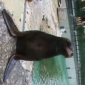 South American Sealion