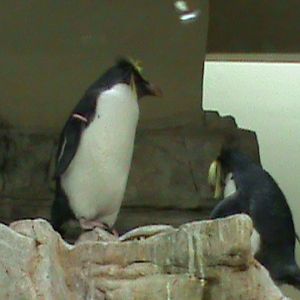 Northern Rockhopper penguin