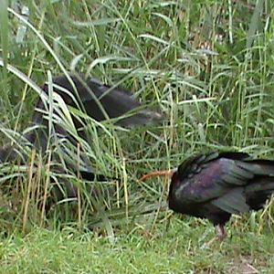 Northern Bald Ibis in aviary