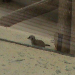 Young Meerkat