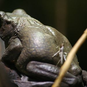 Asian tree toad